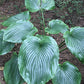 Wu Hoo Hosta Plants online shopping
