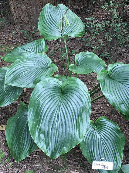 Wu Hoo Hosta Plants online shopping