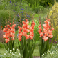 Coral Crush Gladiolus Corms