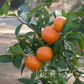 Tango Mandarin Plant citrus plant material online shopping
