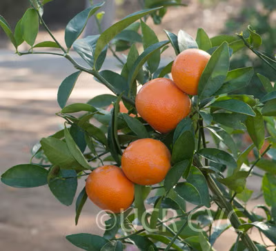 Tango Mandarin Plant citrus plant material online shopping