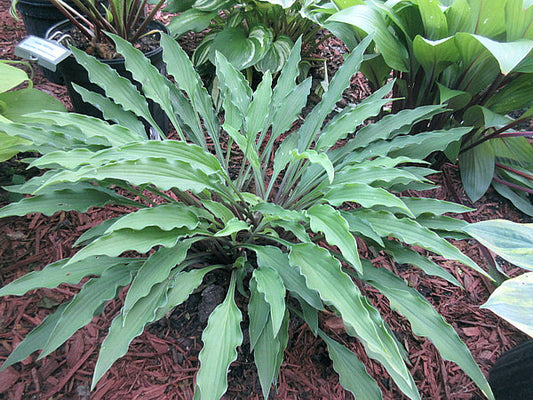 Shake Down Hosta Plants online shopping