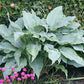 Silver Wedding Hosta Plants online shopping