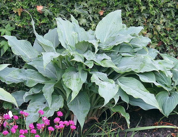 Silver Wedding Hosta Plants online shopping