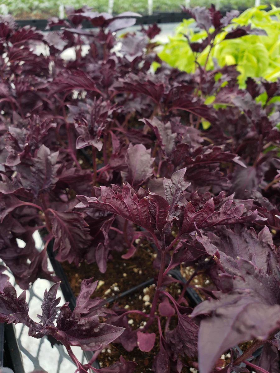 Purple Ruffles Basil seeds online shopping