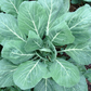 Champion Organic Collard