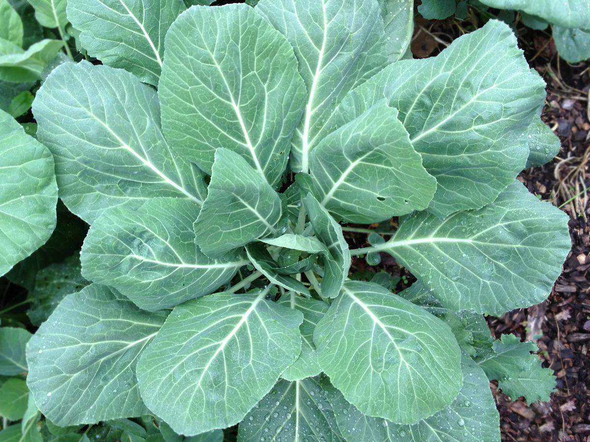Champion Organic Collard