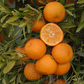 Corsica #1 Clementine Budwood citrus plant material online shopping