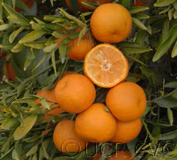 Corsica #1 Clementine Budwood citrus plant material online shopping