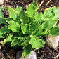 Tea At Bettys Hosta Plants online shopping