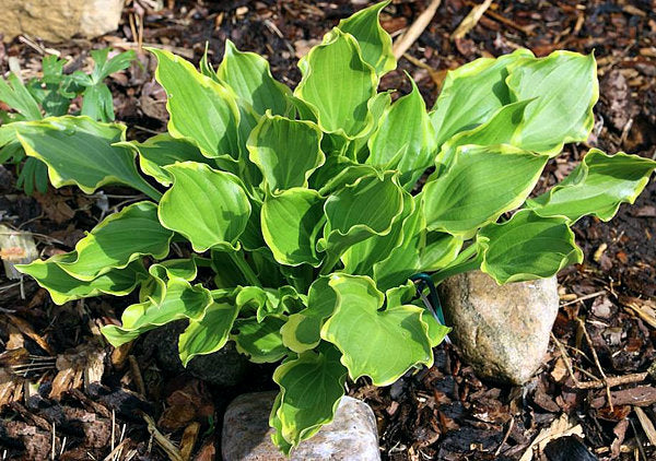 Tea At Bettys Hosta Plants online shopping