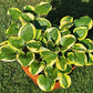 Ice Cream Hosta Plants online shopping