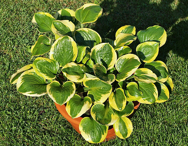Ice Cream Hosta Plants online shopping