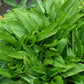 Sparkling Burgundy Hosta Plants online shopping