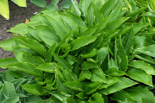 Sparkling Burgundy Hosta Plants online shopping