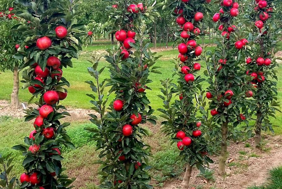 Tasty Red® Columnar Apple – EVERGREEN