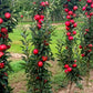 Tasty Red® Columnar Apple