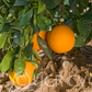 Bahianinha SRA 513 Navel Orange Budwood citrus plant material online shopping