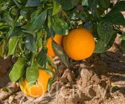Bahianinha SRA 513 Navel Orange Budwood citrus plant material online shopping