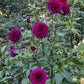 Gonzo Grape Dahlia
