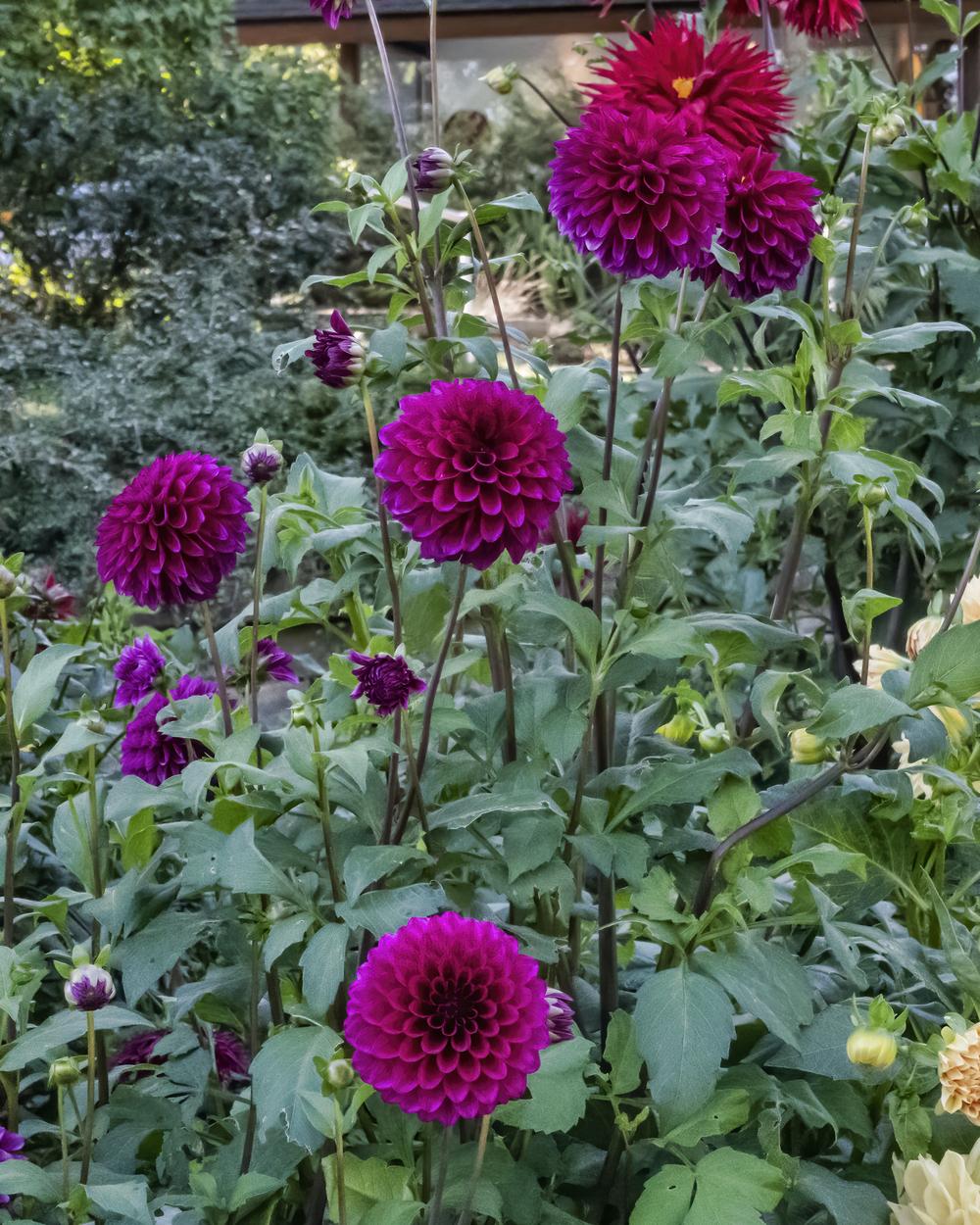 Gonzo Grape Dahlia