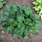 Second Wind Hosta Plants online shopping