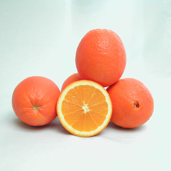 Newhall Nucellar Navel Orange Budwood citrus plant material online shopping