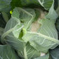 Adona F1 Organic Cauliflower