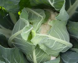 Adona F1 Organic Cauliflower