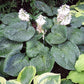 Clear Folk River Valley Hosta Plants online shopping