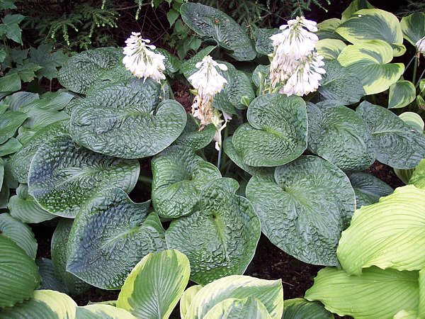 Clear Folk River Valley Hosta Plants online shopping