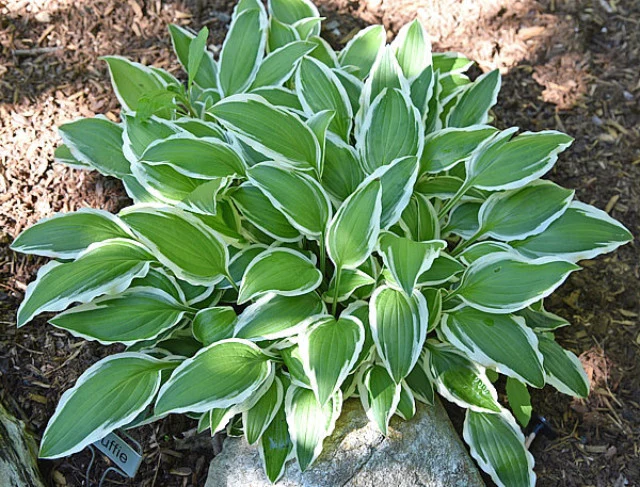 Muffie Hosta