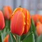 Triple A Tulip Bulbs