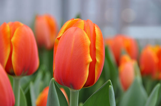 Triple A Tulip Bulbs