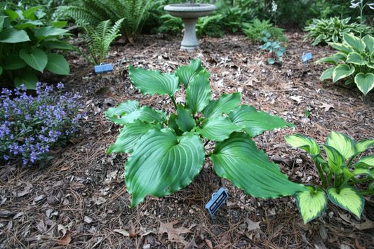 Ain’t Misbehavin Hosta Plants online shopping