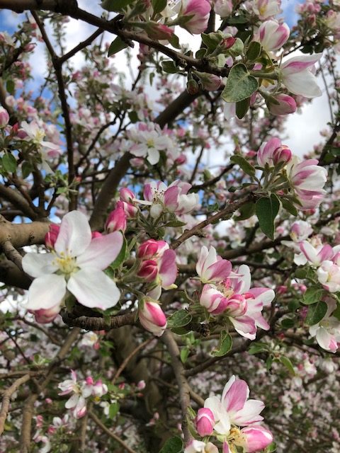 William’s PrideSummer Early Apple Tree in Bloom