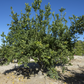 Pomona Sweet Lemon Budwood citrus plant material online shopping