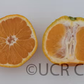China 6-22 Satsuma Mandarin Budwood citrus plant material online shopping