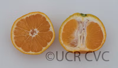 China 6-22 Satsuma Mandarin Budwood citrus plant material online shopping