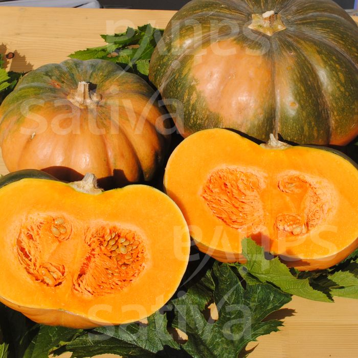 Musquee d'Hiver de Provence Pumpkin Seeds online shopping