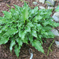 Raspberry Sorbet Hosta Plants online shopping