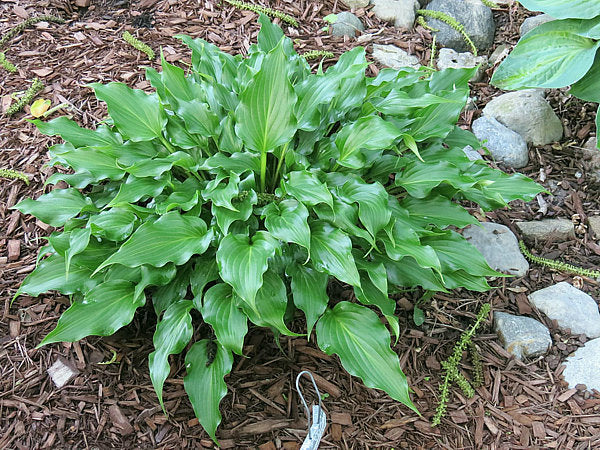Raspberry Sorbet Hosta Plants online shopping