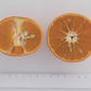 Ellendale Tangor Mandarin Budwood citrus plant material online shopping