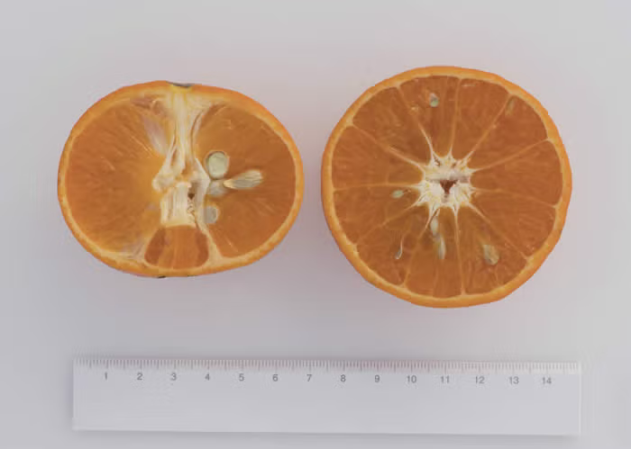 Ellendale Tangor Mandarin Budwood citrus plant material online shopping