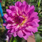 Brushstrokes Dahlia Plants online shopping