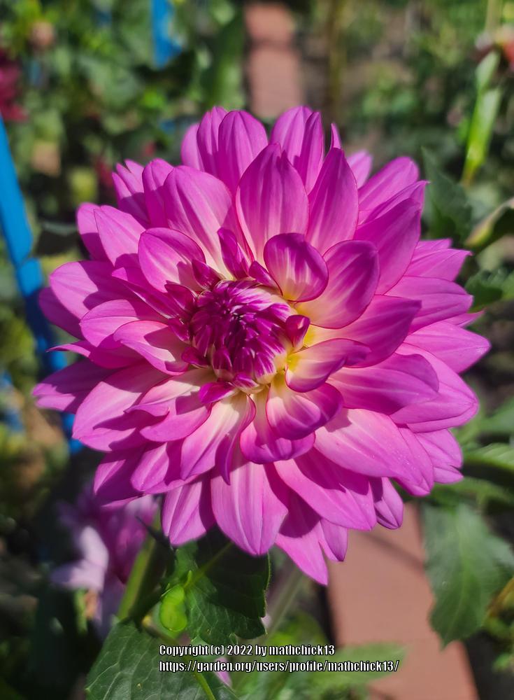 Brushstrokes Dahlia Plants online shopping