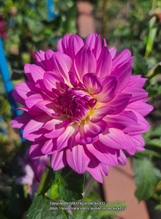 Brushstrokes Dahlia
