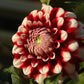 Checkers Dahlia