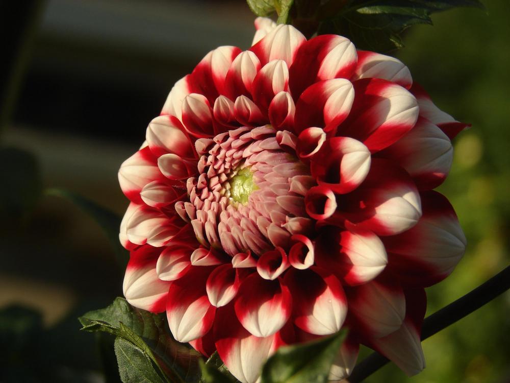 Checkers Dahlia