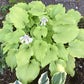 Sherlock Hosta Plants online shopping